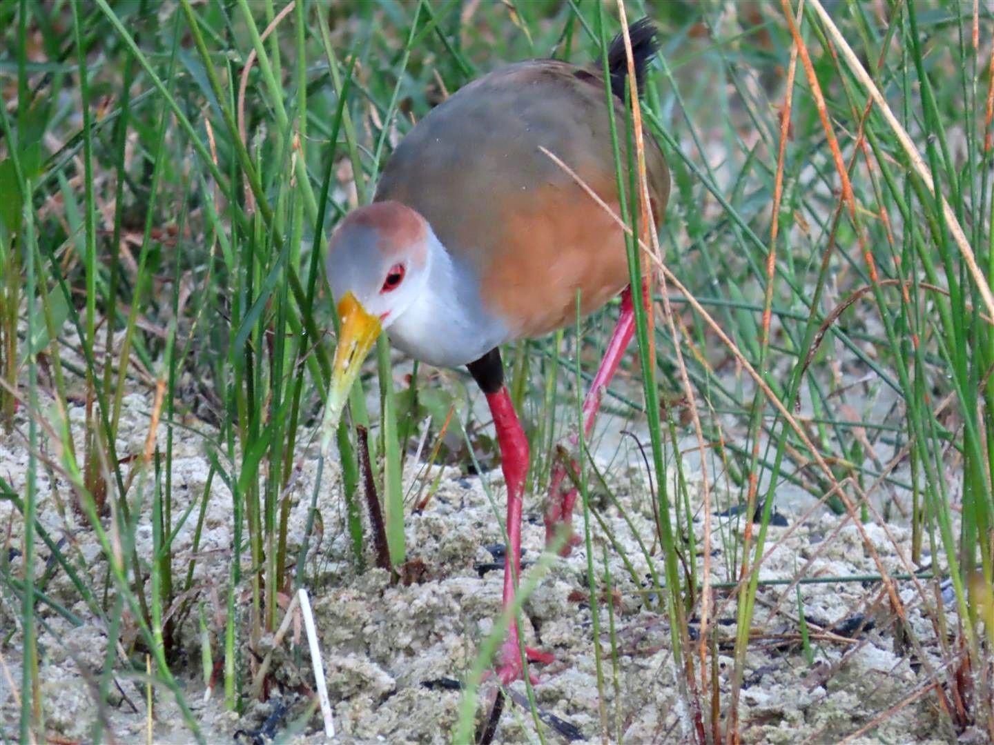 Aves selva maya