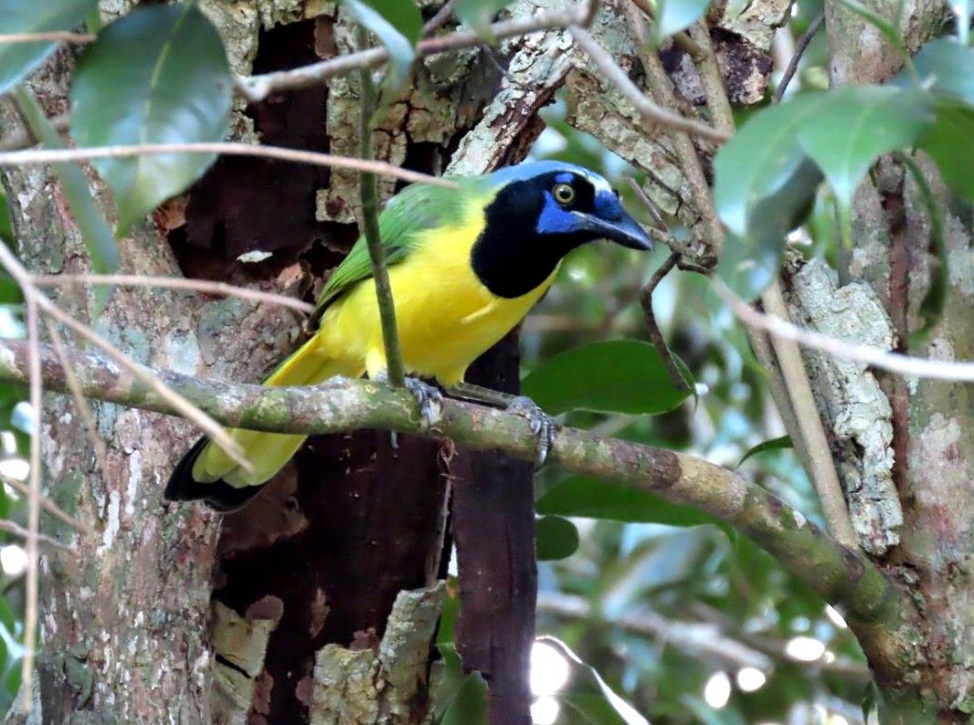 Ecosistema maya