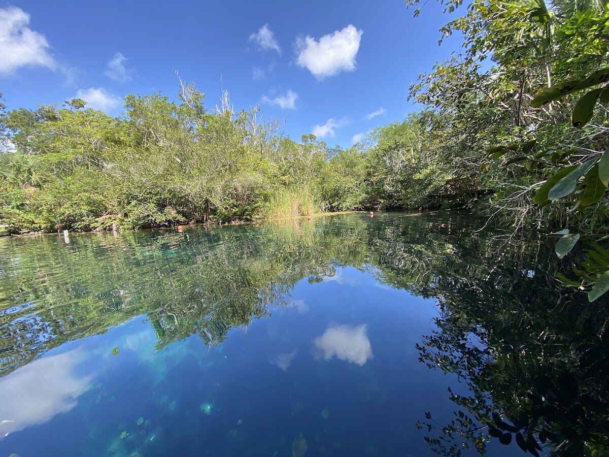 Cenote Aktun Ha o Car Wash, cenote abierto rodeado de vegetación cerca de Tulum